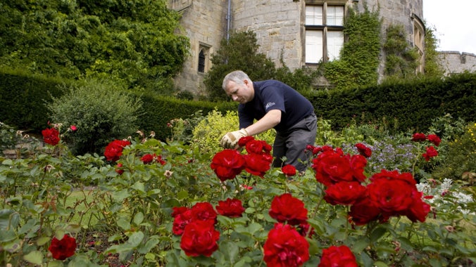 Garddwr yn gofalu am y rhosod yn yr ardd yng Nghastell y Waun gyda Chastell y Waun yn y cefndir, Wrecsam, Cymru